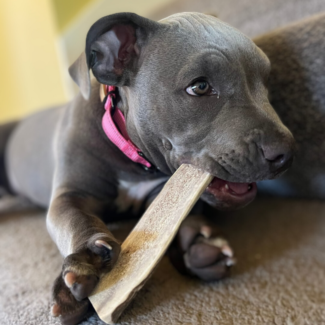 Grey Pitbull Lab Mix Puppy Blue Nose Pitbull Lab Mix Pittie Mix